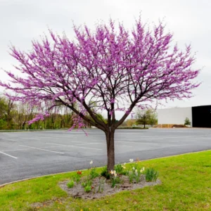 Red Bud Tree Plant Live - 1 Year Old Tree in Quart Pot with Pink Blooms