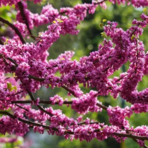 Red Bud Tree Plant Live - 1 Year Old Tree in Quart Pot with Pink Blooms