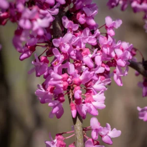 Red Bud Tree Plant Live - 1 Year Old Tree in Quart Pot with Pink Blooms