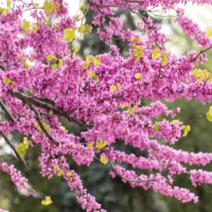 Red Bud Tree Plant Live - 1 Year Old Tree in Quart Pot with Pink Blooms