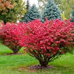 Red Burning Bush Shrub - Vibrant Fall Foliage - 6-10 Inches - Hardy Shrub