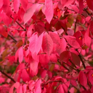 Red Burning Bush Shrub - Vibrant Fall Foliage - 6-10 Inches - Hardy Shrub