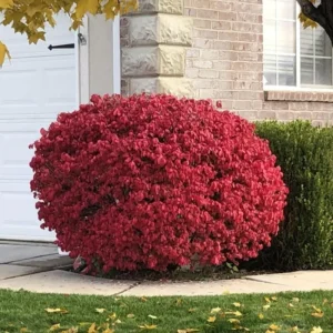 Red Burning Bush Shrub - Vibrant Fall Foliage - 6-10 Inches - Hardy Shrub