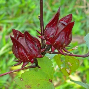 Red Roselle Hibiscus Plant Live Tree - 8-12 Inch Sorrel Jamaica Hibiscus Flower Plants