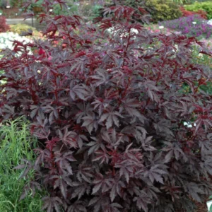 Red Roselle Hibiscus Plant Live Tree - 8-12 Inch Sorrel Jamaica Hibiscus Flower Plants