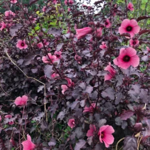 Red Roselle Hibiscus Plant Live Tree - 8-12 Inch Sorrel Jamaica Hibiscus Flower Plants