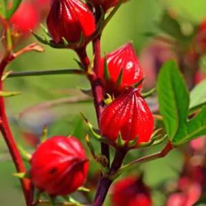 Red Roselle Hibiscus Plant Live Tree - 8-12 Inch Sorrel Jamaica Hibiscus Flower Plants