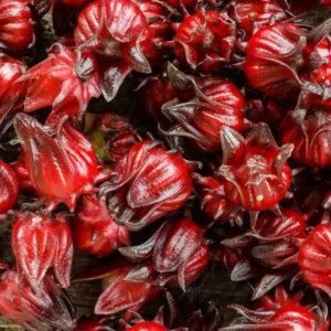 Red Roselle Hibiscus Plant Live Tree - 8-12 Inch Sorrel Jamaica Hibiscus Flower Plants