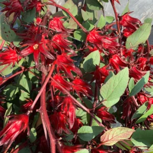 Roselle Hibiscus Plant Live - Half Gallon Pot, 8-12 Inch Sabdariffa Sorrel Jamaica Hibiscus Tree
