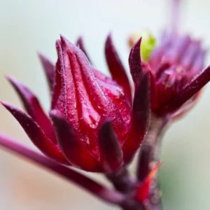 Roselle Hibiscus Plant Live - Half Gallon Pot, 8-12 Inch Sabdariffa Sorrel Jamaica Hibiscus Tree