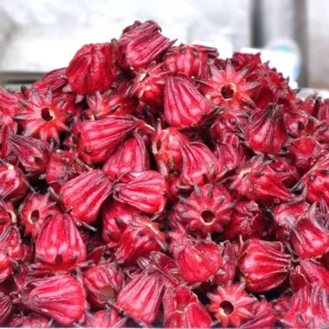 Roselle Hibiscus Plant Live - Half Gallon Pot, 8-12 Inch Sabdariffa Sorrel Jamaica Hibiscus Tree