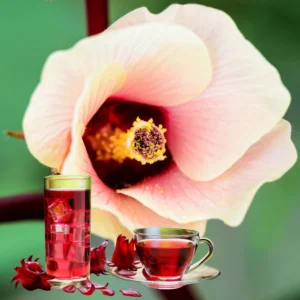 Roselle Hibiscus Plant Live - Half Gallon Pot, 8-12 Inch Sabdariffa Sorrel Jamaica Hibiscus Tree