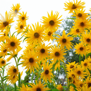 mexicansunfloweryellow1