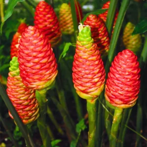 Shampoo Ginger Live Plants - Awapuhi Pinecone Ginger, 5-9" Height, Red Flowers