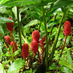 Shampoo Ginger Live Plants - Awapuhi Pinecone Ginger, 5-9" Height, Red Flowers