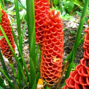Shampoo Ginger Live Plants - Awapuhi Pinecone Ginger, 5-9