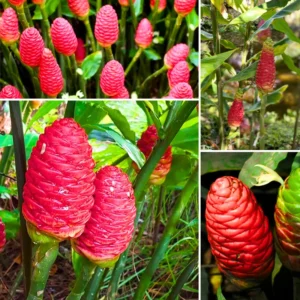Shampoo Ginger Live Plants - Awapuhi Pinecone Ginger, 5-9