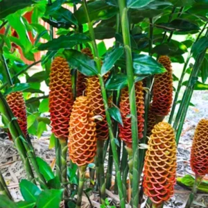 Shampoo Ginger Live Plants - Awapuhi Pinecone Ginger, 5-9
