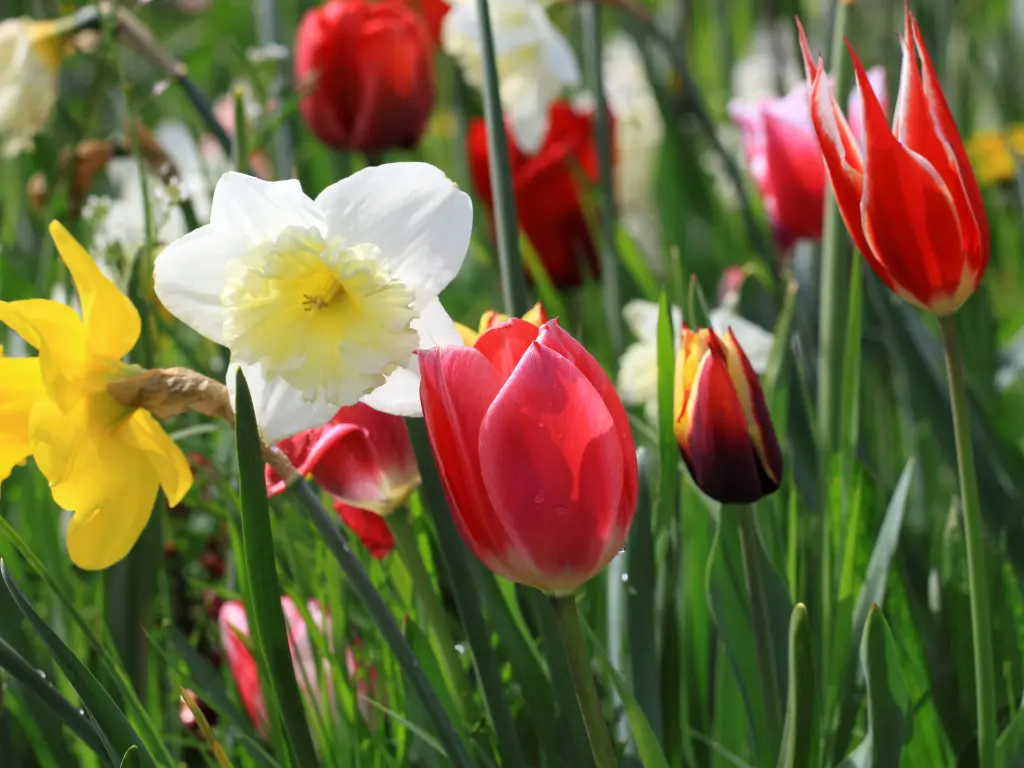 Spring-blooming bulbs