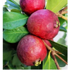 Strawberry Guava Tree - Fresh Fruit Plant - Half-Gallon Pot 10-14 inches
