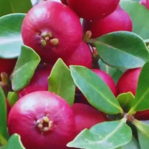 Strawberry Guava Tree - Fresh Fruit Plant - Half-Gallon Pot 10-14 inches