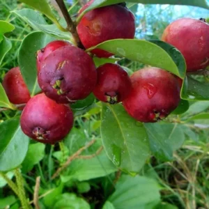 Strawberry Guava Tree - Fresh Fruit Plant - Half-Gallon Pot 10-14 inches