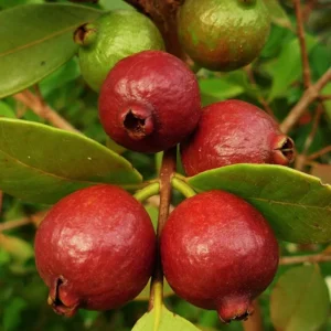 Strawberry Guava Tree - Live Plant - Half-Gallon Pot - Tropical Fruit Tree