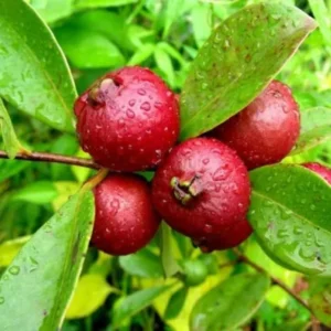 Strawberry Guava Tree - Live Plant - Half-Gallon Pot - Tropical Fruit Tree