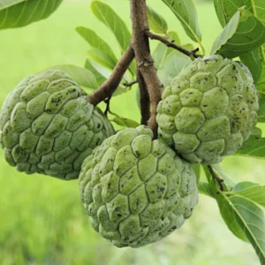 Sugar Apple Tree Plant - Tropical Fruit Tree 8-10 Inches Tall
