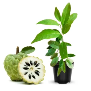 Sugar Apple Tree Plant - Tropical Fruit Tree 8-10 Inches Tall