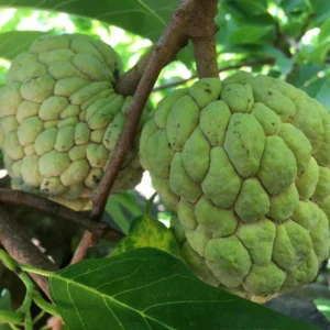 Sugar Apple Tree Plant - Tropical Fruit Tree 8-10 Inches Tall