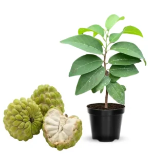 Sugar Apple Tree Plant - Tropical Fruit Tree 8-10 Inches Tall