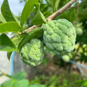 Sugar Apple Tree Plant - Tropical Fruit Tree 8-10 Inches Tall