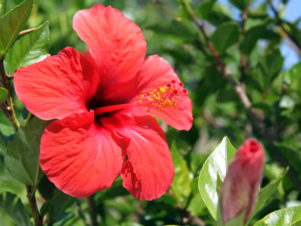 Tropical Hibiscus