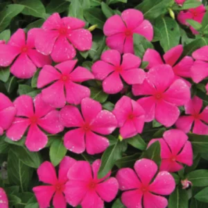 Vinca Flower Live Plant 4" Pot Perennial Periwinkle Trellis Décor Zones 9-11