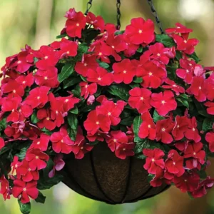 Vinca Flower Live Plant 4" Pot Perennial Periwinkle Trellis Décor Zones 9-11