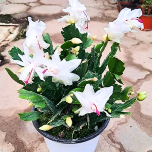 White Christmas Cactus Plants