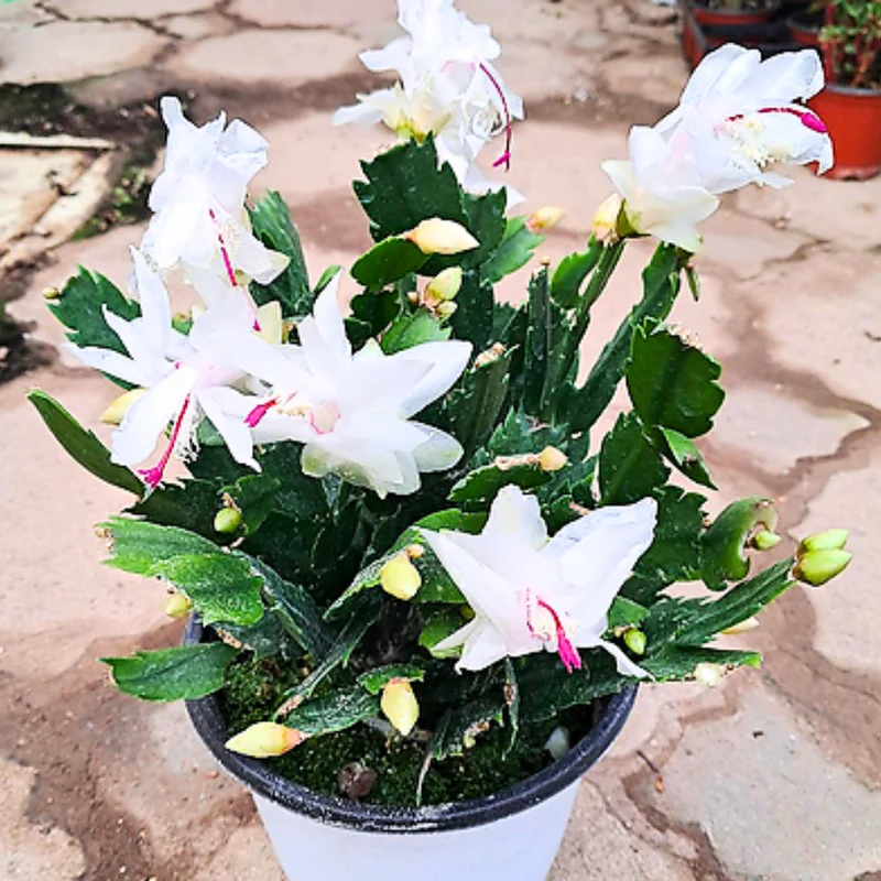 White Christmas Cactus Plants