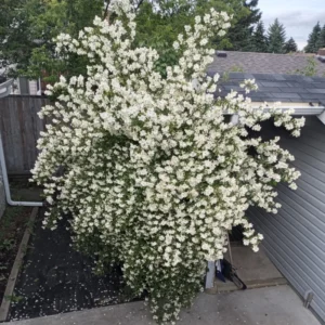 White Mock Orange Tree Live Plant - Fragrant Philadelphus - 9-17 Inch Potted Bush
