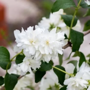 White Mock Orange Tree Live Plant - Fragrant Philadelphus - 9-17 Inch Potted Bush