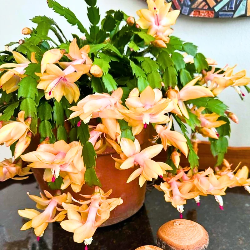 Yellow Christmas Cactus Plants