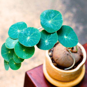 Alternative view of Caudex Plant Stephania Cephalantha Live Succulent - 2.5 Inch Rare Indoor Houseplant