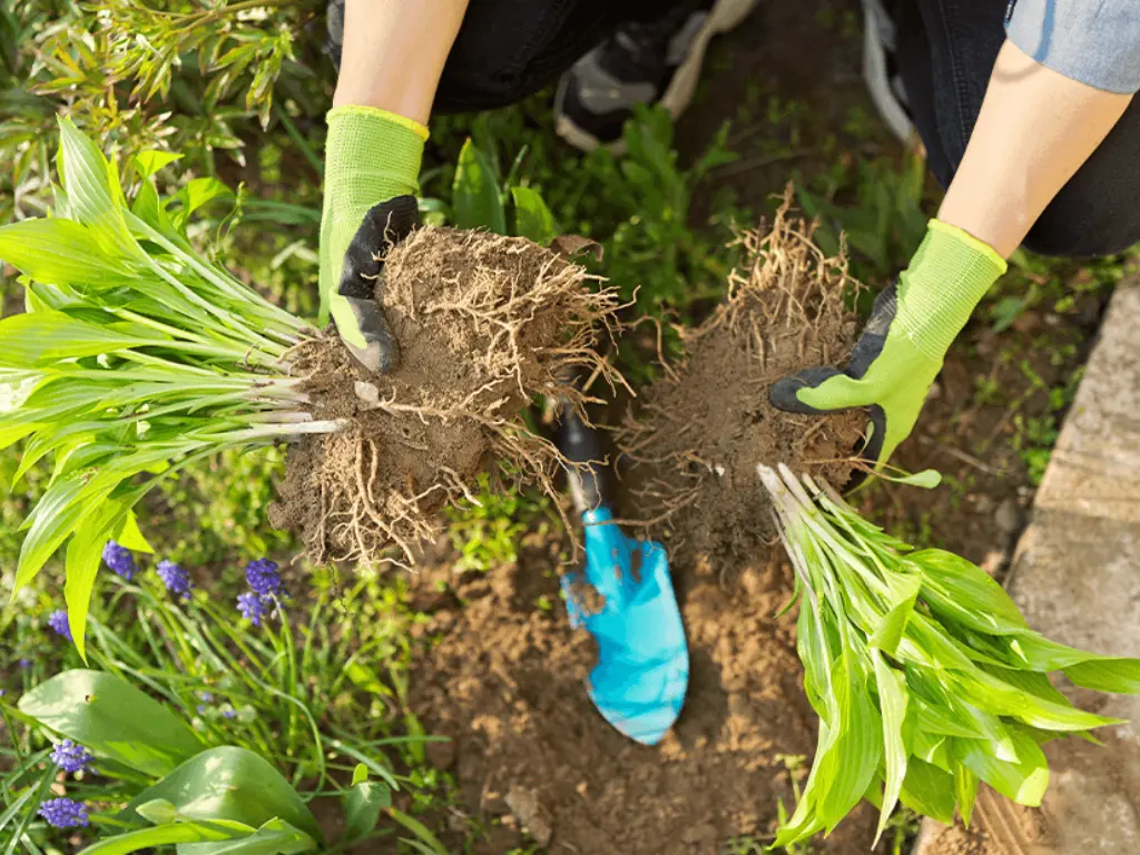 divided and replanted in the fall