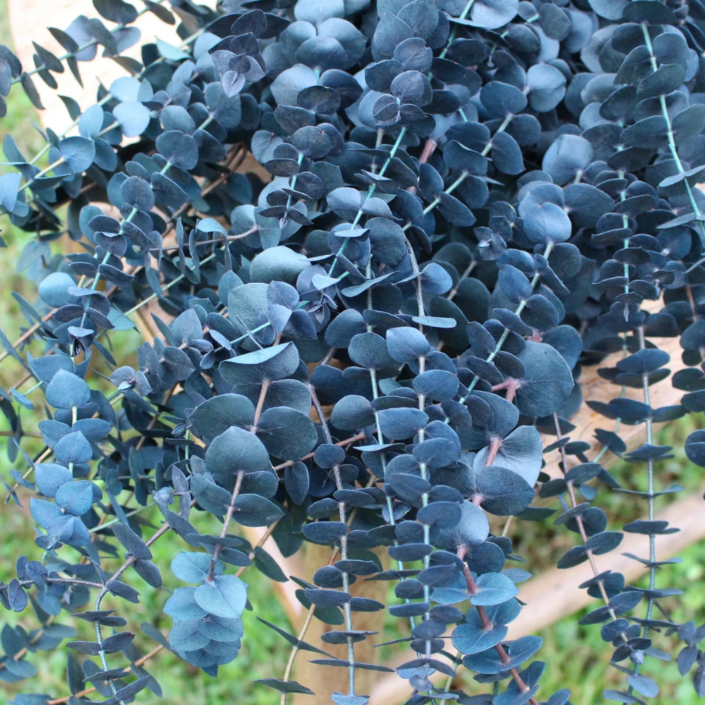 Baby Blue Eucalyptus Live Plant - 2.5 inch Potted Starter Plant - Indoor/Outdoor - Image 2