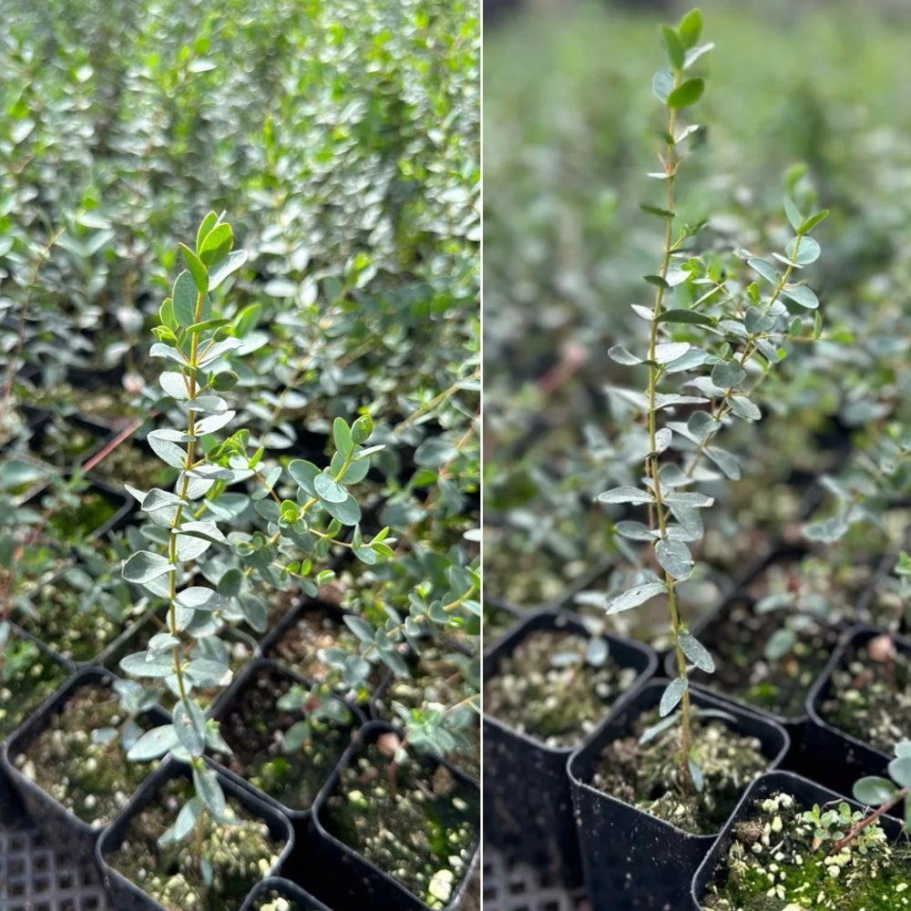 Baby Blue Eucalyptus Live Plant - 2.5 inch Potted Starter Plant - Indoor/Outdoor - Image 4