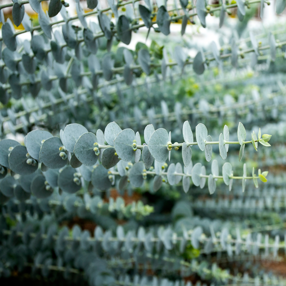 Baby Blue Eucalyptus Live Plant - 2.5 inch Potted Starter Plant - Indoor/Outdoor - Image 6