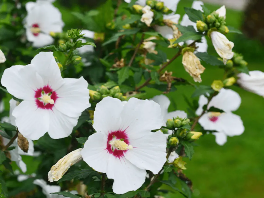 hardy hibiscus FLOWERS 
