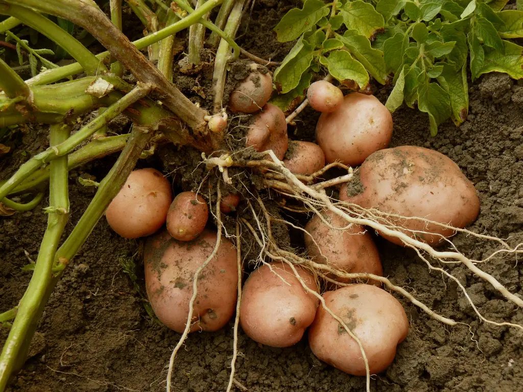 harvesting heirloom potatoes