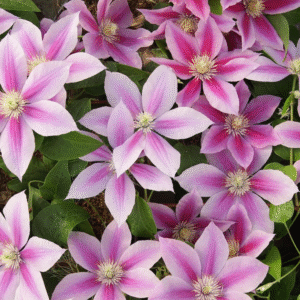 Alternative view of Flowering Clematis Live Plant - 2.5" Pot - Climbing Vine for Garden Trellis