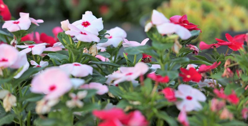 vinca-plants-blooming